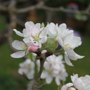 Garten-Lust