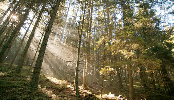 Wald als Erholungsraum