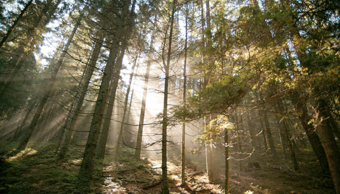 Wald in Fischbach