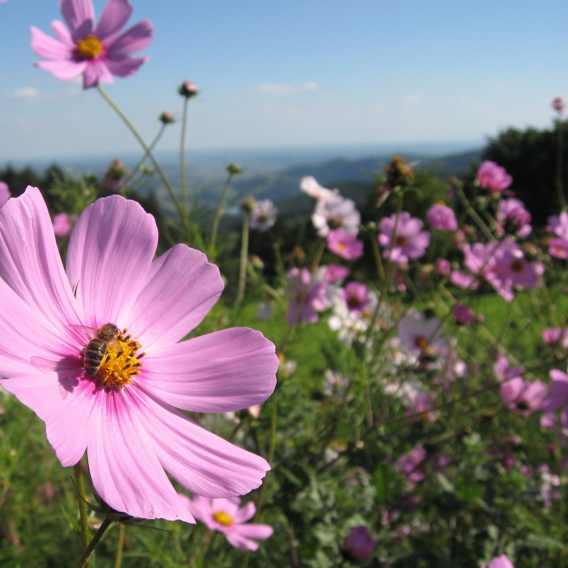 Oststeiermark - Der Garten Österreichs