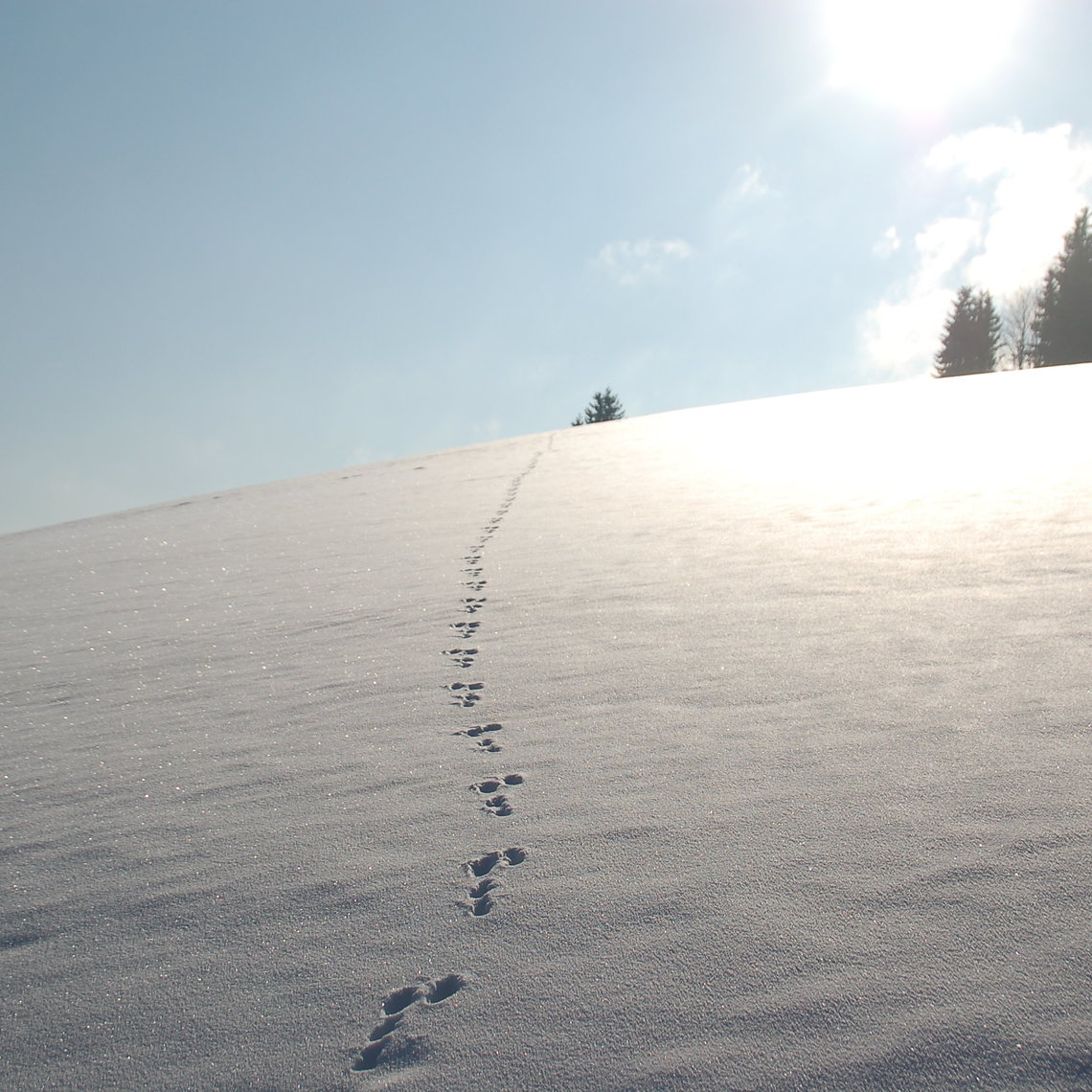 verschneite Winterlandschaft in Fischbach