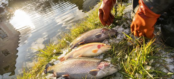 Kroisleitner Fisch (c) Dorfhotel Fasching_G.A. Service GmbH_Mühlbacher