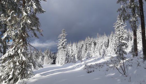 Winterlandschaft (c) Eva Reindl