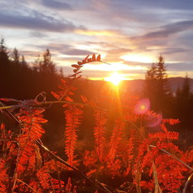 Herbst in der Waldheimat