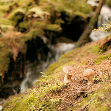 Wald als Erholungsraum