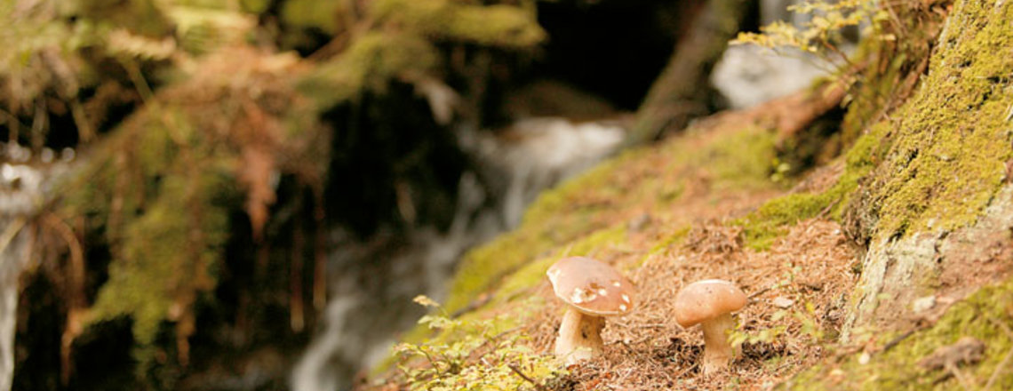 Schätze aus dem Wald