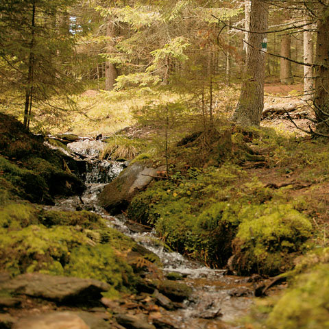 Wald in Fischbach