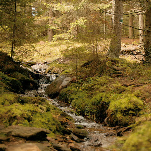 Fischbacher Naturlandschaft