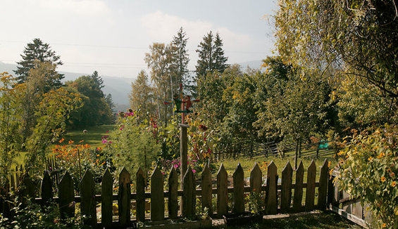 Wald in der Steiermark