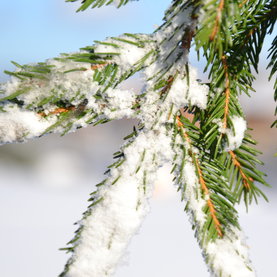Detail Natur Winter