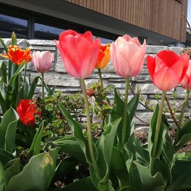 Frühling Dorfhotel Fasching