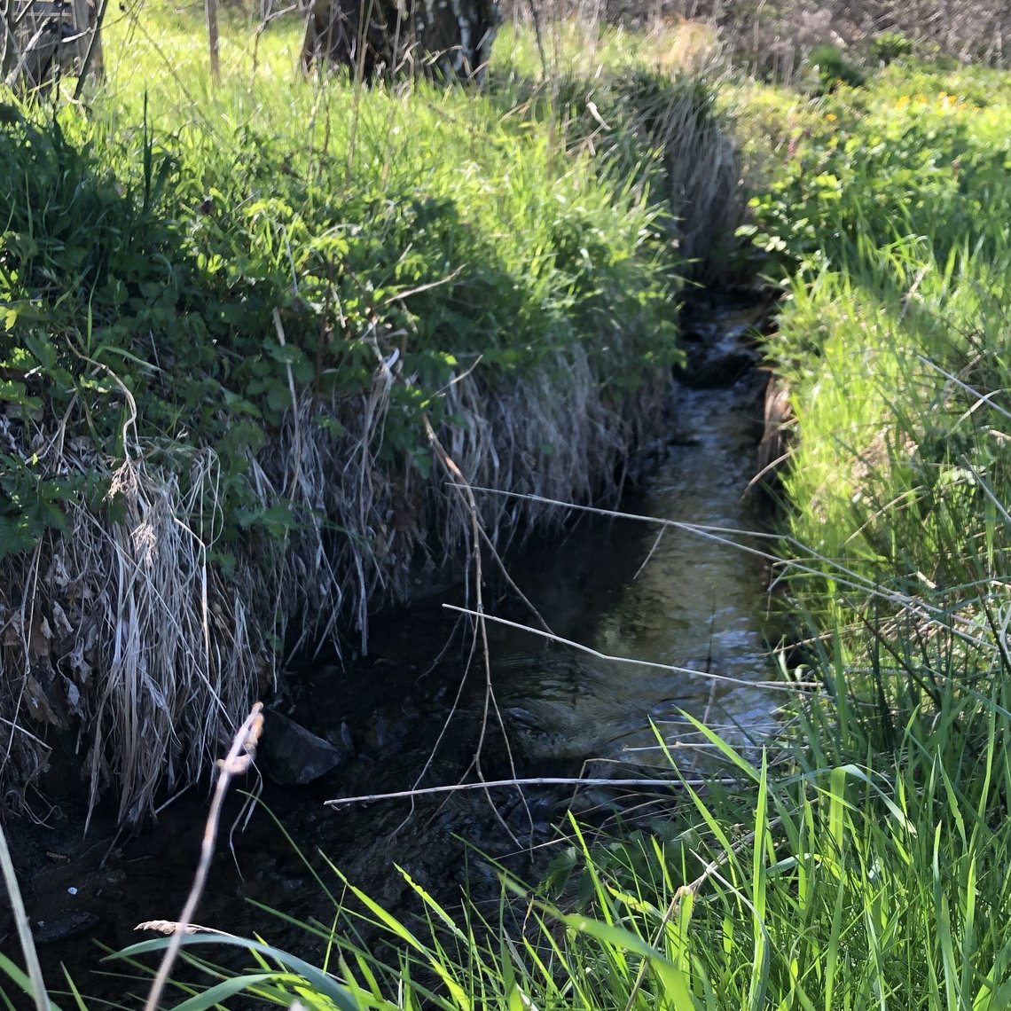 Wasser und so Grün - rund um Fischbach