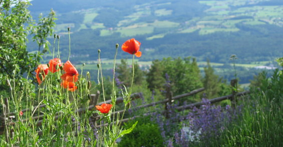 Naturpark Pöllauertal (c) TV Naturpark Pöllauer Tal