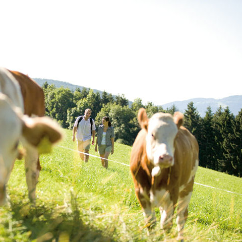 Wandern in Peter Roseggers Waldheimat