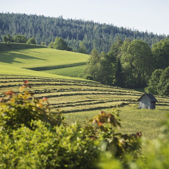 Grünkraft in Fischbach