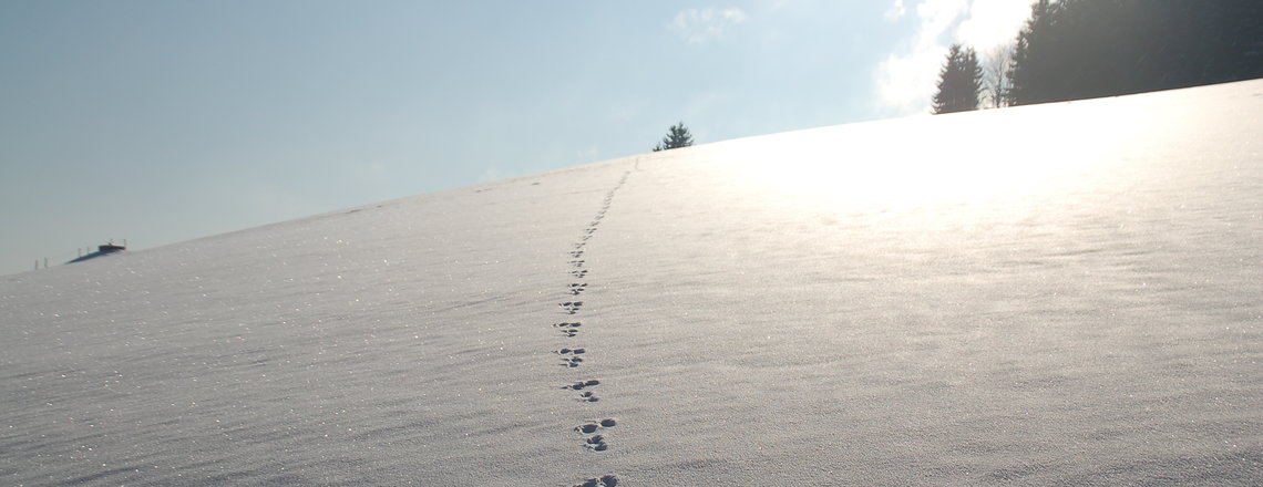 zur Bildergalerie Winter