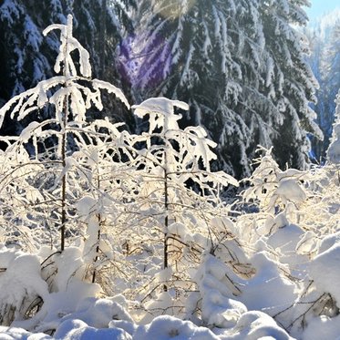 Falkensteiner Winterwanderweg