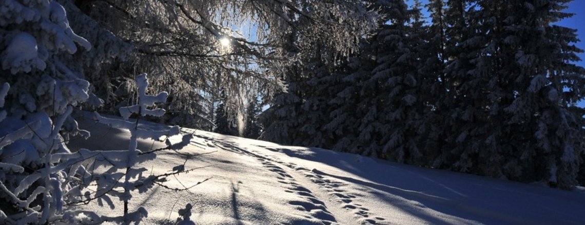 Wald - auch im Winter ein Erholungsraum