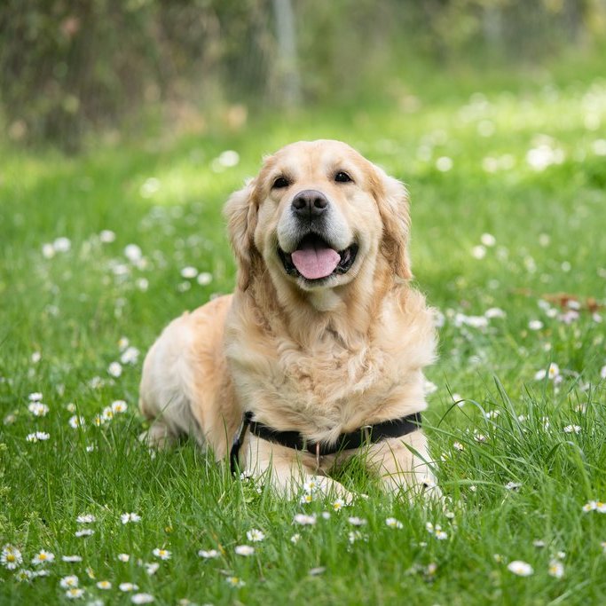 Hund im Freien copyright unsplash